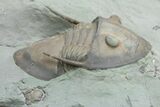 Two Isotelus Trilobites - Mt Orab, Ohio #208440-5